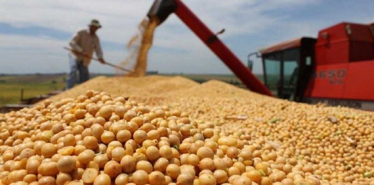 Las perspectivas del sector agropecuario muestran una tendencia positiva.