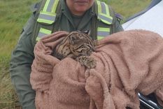 El animal fue hallado con heridas y golpes Foto: Foto: Prensa Gendarmería