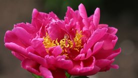 Esta es una de esas plantas que no puede faltar en el jardín. Esta es una de esas plantas que no puede faltar en el jardín.