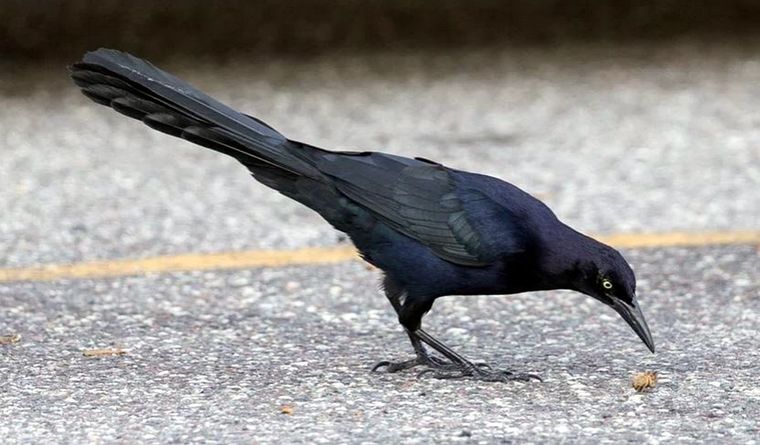 El zanate mexicano prolifera en entornos urbanos de Norteamérica. Foto: Dpa.