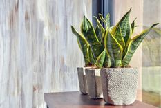 Jardín Características de la sansevieria Foto: Shutterstock