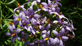 Jazmín de Córdoba, una de las plantas trepadoras de Argentina. Foto: https://florabonaerense.blogspot.com/