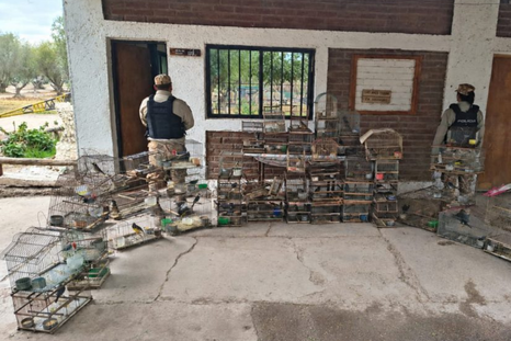 55 ejemplares de fauna silvestre fueron rescatados de una vivienda ubicada en el barrio Lihué en Guaymallén. 55 ejemplares de fauna silvestre fueron rescatados de una vivienda ubicada en el barrio Lihué en Guaymallén.