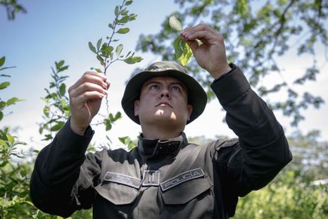 Colombia sufre cifras récord de cultivo y producción de cocaína. Colombia sufre cifras récord de cultivo y producción de cocaína.