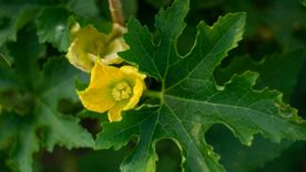 Una planta trepadora fuera de lo común: decora y brinda un producto natural muy buscado. Foto: Shutterstock Una planta trepadora fuera de lo común: decora y brinda un producto natural muy buscado. Foto: Shutterstock