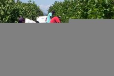 trabajadores temporarios pueden seguir cobrando asignaciones familiares