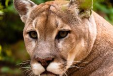 El puma no está en peligro de extinción, pero es una de las especies más perseguidas en el país Foto: Archivo
