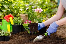 Ponele color a tu jardín con las recomendaciones de Luis Canziani Foto: Shutterstock
