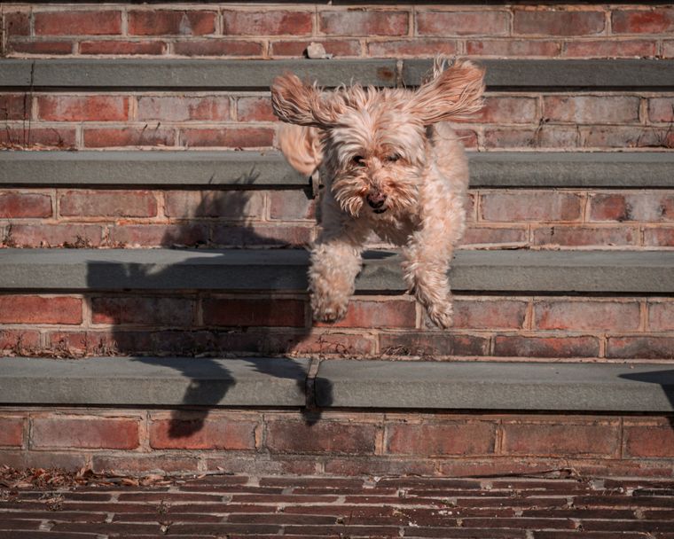Hay que entender qué necesita cada perro. Fuente: Shutterstock.
