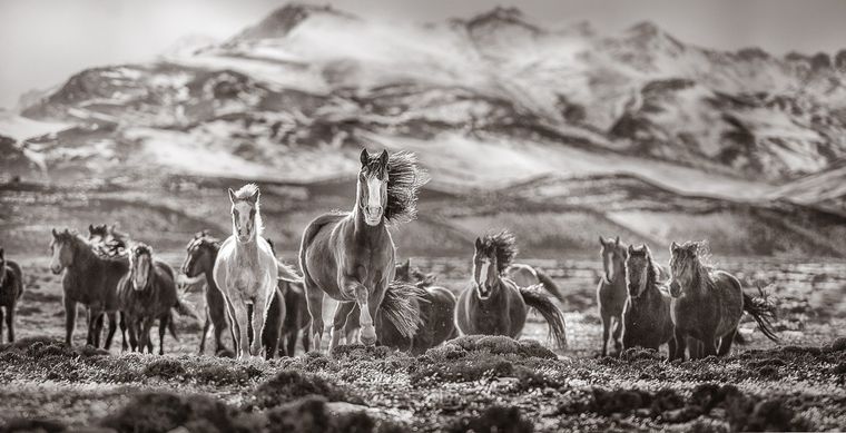 Matriarca Foto: Eliseo Miciu.