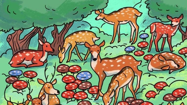 Acertijo visual, reto visual, mariquita