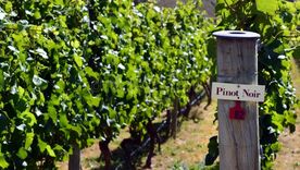 Pinot Noir: una delicia.