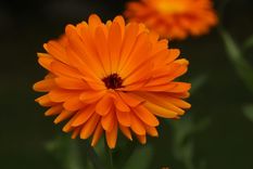 Las plantas que crecen en tiempo récord y deberías cultivar en tu jardín Las caléndulas son plantas de crecimiento rápido. Foto: Pexels