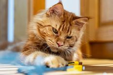 Foto: GETTY IMAGES Foto: GETTY IMAGES