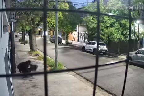 San Isidro: denuncian que un hombre robó más de 300 gatos y los abandonó en un baldío San Isidro: denuncian que un hombre robó más de 300 gatos y los abandonó en un baldío