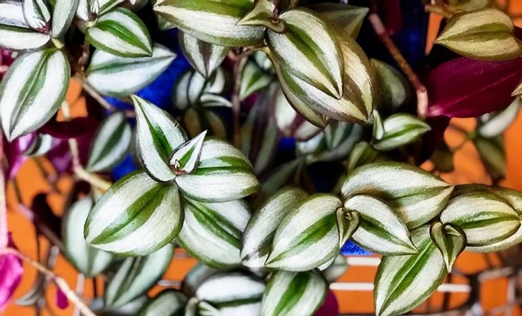 Tradescantia Zebrina. Foto: Créditos: enabrilhojasmil.com