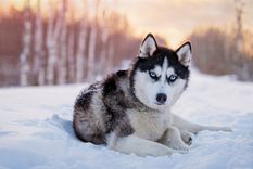 El Husky Siberiano es una de las razas perrunas que más se asimila a los lobos Foto: SHUTTERSTOCK
