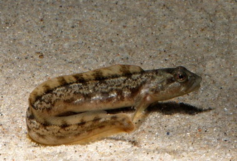 El raro pez que mama.