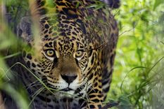 Actualmente quedan menos de 20 ejemplares de yaguareté en el Gran Chaco. Foto: Télam Actualmente quedan menos de 20 ejemplares de yaguareté en el Gran Chaco. Foto: Télam