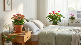 Las plantas para el dormitorio. Fuente: IA Gemini. Las plantas para el dormitorio. Fuente: IA Gemini.