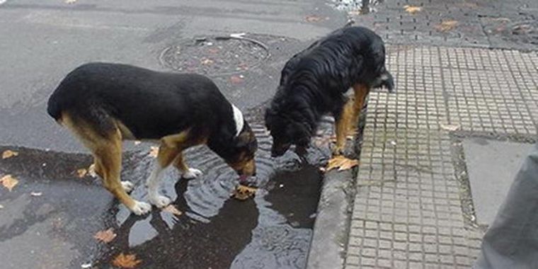 Se apunta a que la gente no abandone los animales. Foto: MDZ