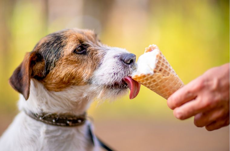 Mascotas Por qué el helado podría ser tóxico Foto: Shutterstock