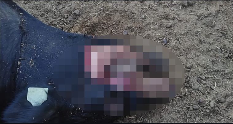 Vaca mutilada en General Alvear Vaca mutilada en General Alvear