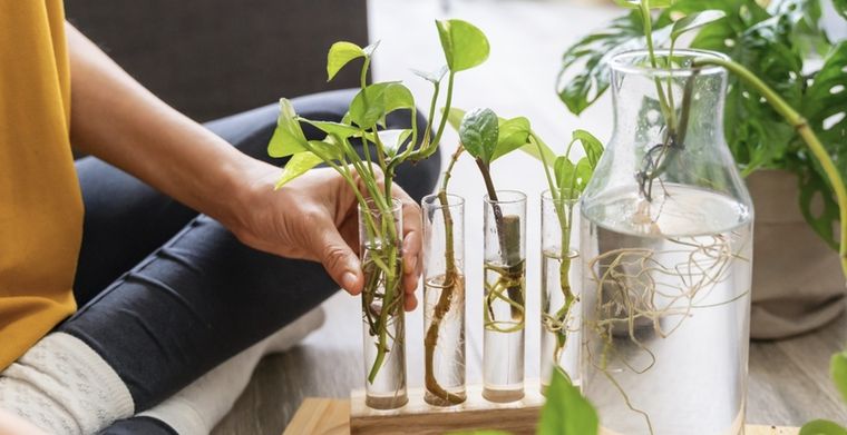 Un abono líquido que se disuelve en el agua Foto: Shutterstock