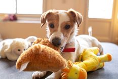 Mascotas Conoce algunas de las razas más juguetonas Foto: Unsplash