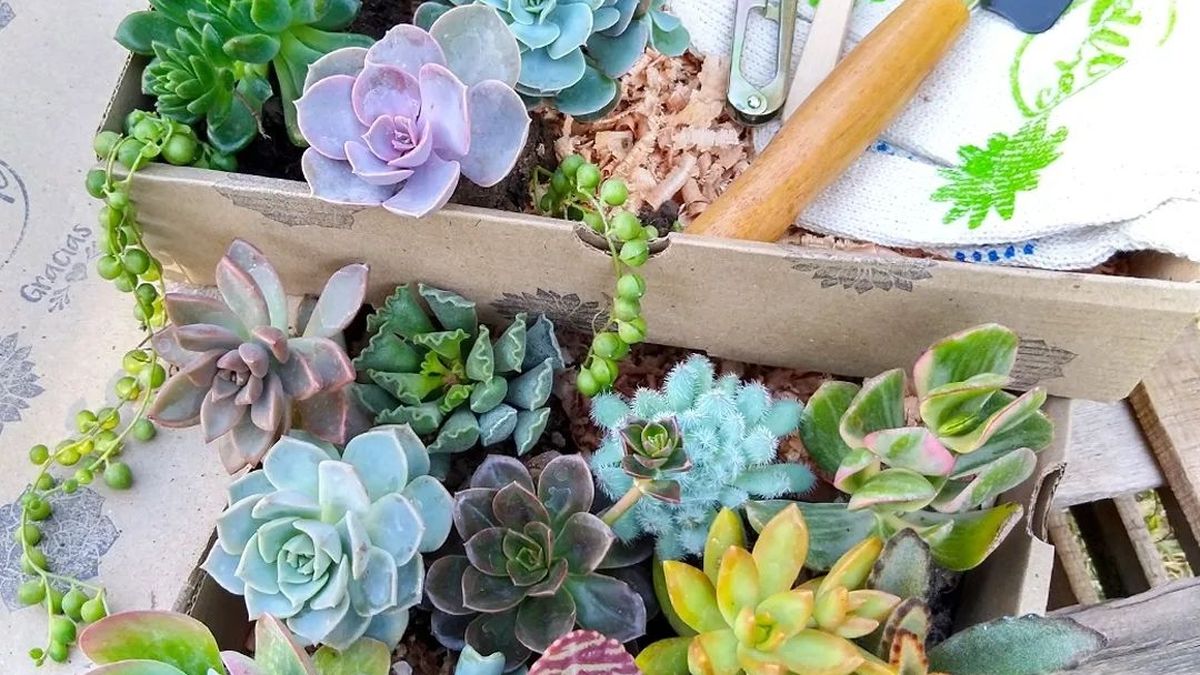 Plantas: qué necesitan las suculentas para tener hojas más carnosas