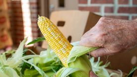 No tirés las cáscaras de choclo: cómo usarlas en la tierra. Foto: Shutterstock No tirés las cáscaras de choclo: cómo usarlas en la tierra. Foto: Shutterstock