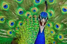 La cola del pavo real es una desventaja en la mayoría de los aspectos de su vida, un impedimento para volar y evadir a los depredadores, excepto por la atracción de una hembra. Foto: GETTY IMAGES