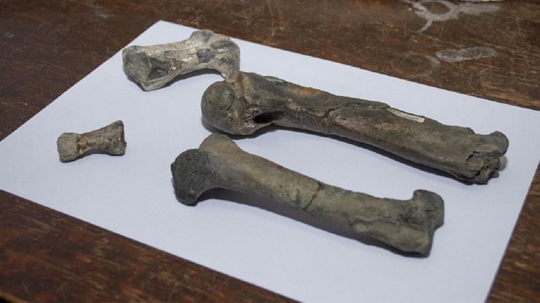 Huesos de pingüinos utilizados para el estudio. Foto: Fotos: CONICET Fotografía/R. Baridón.