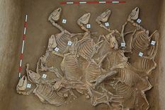 Una de las fosas de sacrificios encontradas en China. Foto: China,AntiquityPublications.