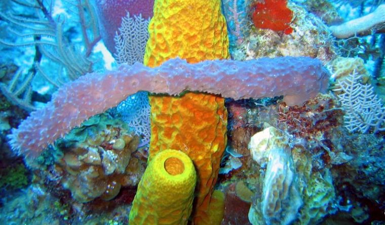 Las esponjas marinas esconden grandes secretos evolutivos. Foto: Noaa.