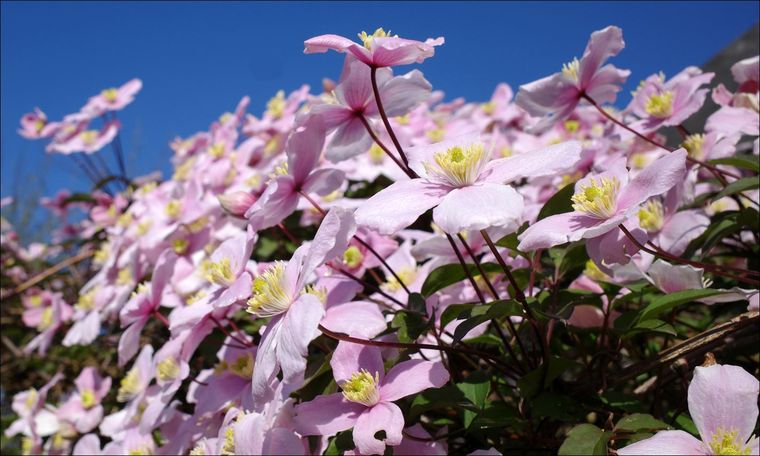 Las cremátides son conocidas por su fácil cuidado y su belleza. Foto: Shutterstock