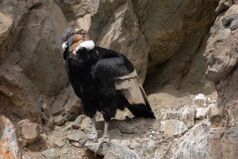 Técnicos registraron un nuevo nido de cóndor andino en el Parque Provincial Tupungato, un hallazgo clave para la conservación.