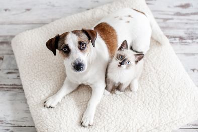 MDZol | El 27 de octubre, esperamos a nuestras mascotas que pasaron al más allá, vienen de visita y los recibimos con hermosos altares dedicados y pensados cuidadosamente para ellos Foto: Shutterstock