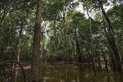 MDZol | Los hermanos se perdieron en el Amazonas durante la temporada de lluvia, cuando desplazarse a través de la jungla es más difícil de lo habitual. Foto: GETTY IMAGES