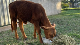 El cuerpo del ternero fue encontado en la casa de un albañil, donde descubrieron que fue carneado con una tenaza.