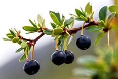 Los indígenas conocen desde hace mucho tiempo los beneficios para la salud de los frutos locales. Foto: GETTY IMAGES