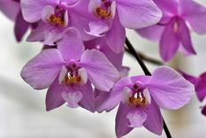 Con este secreto casero tendrás el jardín lleno de orquídeas Foto: Archivo
