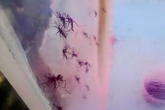 La Organización Panamericana de la Salud (OPS) emitió una alerta epidemiológica por el riesgo de brotes de dengue en las Américas, debido a la creciente circulación de un nuevo serotipo. Foto: Alf Ponce Mercado/MDZ