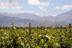 Viñedos en la localidad de Altamira, La Consulta, San Carlos, en Mendoza.