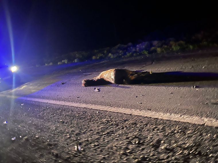 El caballo se cruzó en la ruta y fue embestido por un auto en Jocolí, Lavalle Foto: Imagen ilustrativa / Ministerio de Seguridad de Mendoza