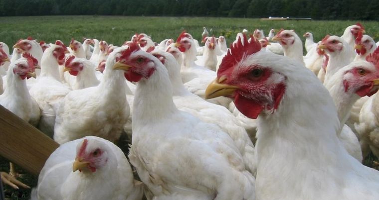 La gripe aviar se cobró más de 20 mil ejemplares en La Polola, cerca de Mar del Plata
