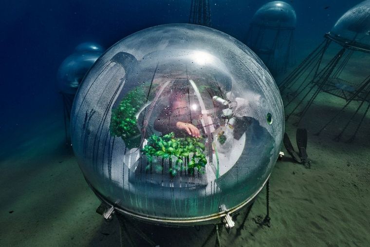 JARDÍN DE NEMO LA HUERTA SUBMARINA QUE CAUSA SENSACIÓN. Foto: NATIONAL GEOGRAPHIC
