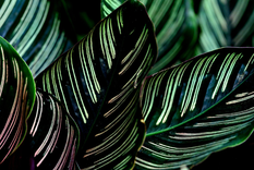 La planta Calathea Orbifolia aporta una gran belleza en la decoración de interiores de los ambientes. Foto: Pixabay - pixabay.com