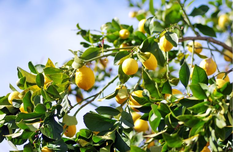 Este abono ayuda al crecimiento de tu limonero y a la producción de frutos Foto: Shutterstock Este abono ayuda al crecimiento de tu limonero y a la producción de frutos Foto: Shutterstock