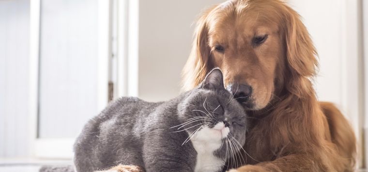 La IA dió su opinión sobre este debate Foto: Shutterstock